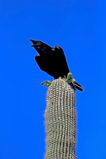Chihuahuan raven (Corvus cryptoleucus), adult, calling, on saguaro cactus, Sonoran Desert, Arizona,