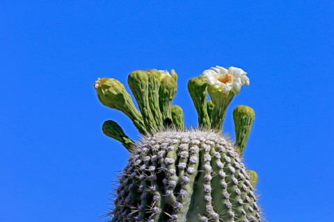 Saguaro (Carnegiea gigantea), blooming, flower, Sonora Desert, Arizona, North America, USA, North