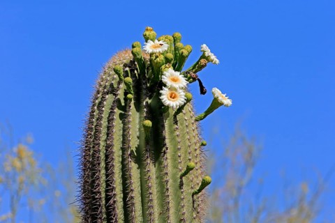 Saguaro (Carnegiea gigantea), blooming, flower, Sonora Desert, Arizona, North America, USA, North