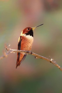 Rufous hummingbird (Selasphorus rufus), adult, male, perch, Sonoran Desert, Arizona, North America,
