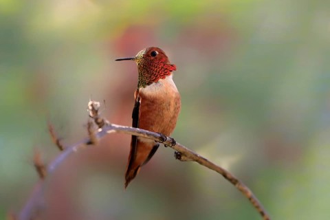 Rufous hummingbird (Selasphorus rufus), adult, male, perch, Sonoran Desert, Arizona, North America,