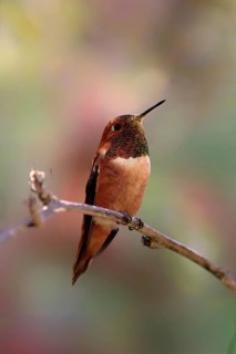 Rufous hummingbird (Selasphorus rufus), adult, male, perch, Sonoran Desert, Arizona, North America,