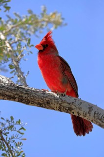 Northern cardinal (Cardinalis cardinalis), adult, male, on tree, alert, Sonoran Desert, Arizona,