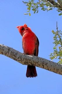 Northern cardinal (Cardinalis cardinalis), adult, male, on tree, singing, Sonora Desert, Arizona,