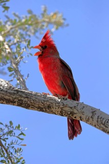 Northern cardinal (Cardinalis cardinalis), adult, male, on tree, singing, Sonora Desert, Arizona,