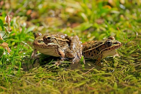 Northern leopard frog (Lithobates pipiens), adult, pair, in water, Sonoran Desert, Arizona, North