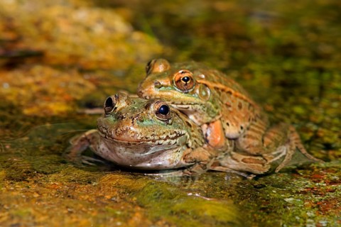 Northern leopard frog (Lithobates pipiens), adult, pair, in water, mating, Sonoran Desert, Arizona,