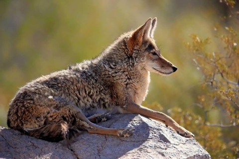 Coyote (Canis latrans), North American prairie wolf, plains wolf, adult, sitting, on rocks, Sonoran