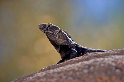 Chuckwalla, (Common Chuckwalla ater), adult, on ground, foraging, portrait, Sonoran Desert,