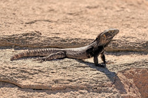 Chuckwalla, (Common Chuckwalla ater), adult, on the ground, foraging, Sonoran Desert, Arizona,