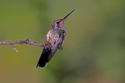 Broad-billed hummingbird (Cynanthus latirostris), adult, female, in perch, Sonoran Desert, Arizona,