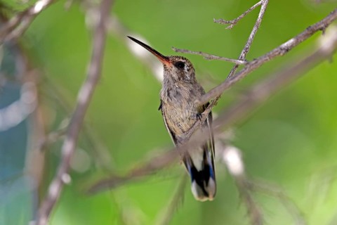 Broad-billed hummingbird (Cynanthus latirostris), adult, female, in perch, Sonoran Desert, Arizona,