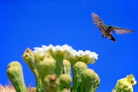 Broad-billed hummingbird (Cynanthus latirostris), adult, female, flying, on flower, foraging,