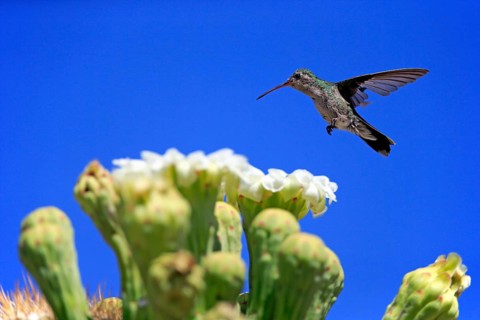 Broad-billed hummingbird (Cynanthus latirostris), adult, female, flying, on flower, foraging,