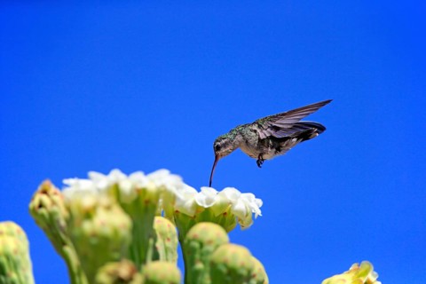 Broad-billed hummingbird (Cynanthus latirostris), adult, female, flying, on flower, foraging,