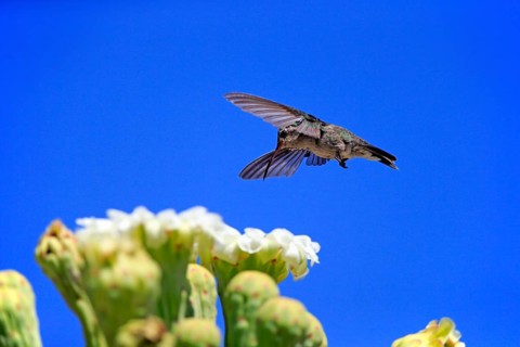 Broad-billed hummingbird (Cynanthus latirostris), adult, female, flying, on flower, foraging,