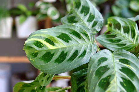 Close up of leaf of exotic 'Maranta Leuconeura Kerchoveana Variagata' houseplant with white spots