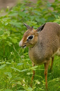 Kirk's dik-dik (Madoqua kirkii) feeding