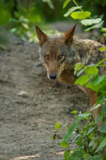 Iberian Wolf (Canis lupus signatus)