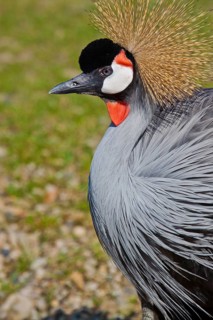 Grey crowned crane (Balearica regulorum gibbericeps)