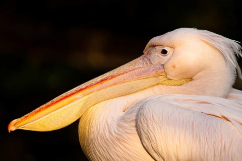 Great white pelican (Pelecanus onocrotalus)