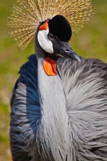 Grey crowned crane (Balearica regulorum gibbericeps)