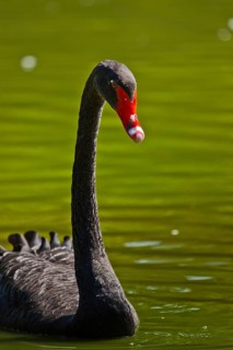 Black swan (Cygnus atratus)