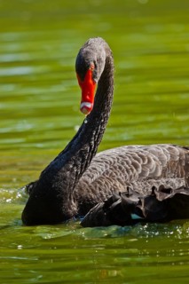 Black swan (Cygnus atratus)