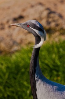 Demoiselle crane (Anthropoides virgo)