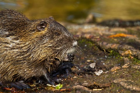 Nutria (Myocastor coypus)