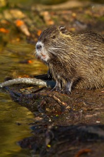 Nutria (Myocastor coypus)