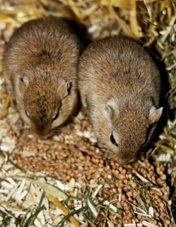 Mongolian gerbil (Meriones)