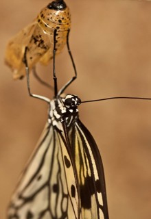 Freshly hatched Paper kite (Idea leuconoe)