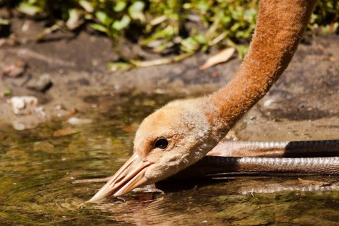 Red-crowned crane (Grus japonensis) drinking
