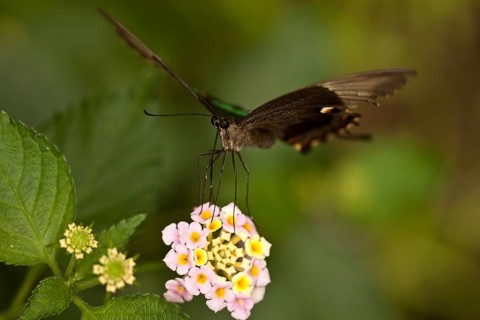 Emerald swallowtail (Papilio palinurus)
