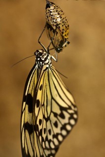 Freshly hatched Paper kite (Idea leuconoe)