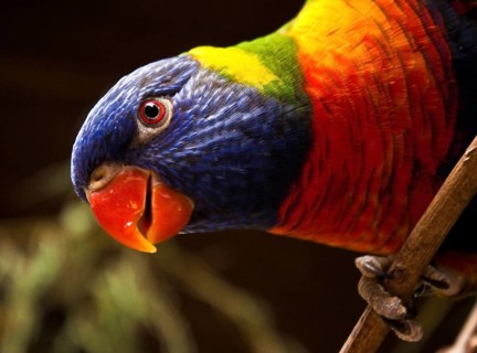 Allfarblori (Trichoglossus haematodus)