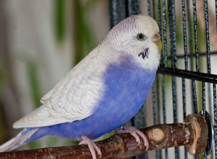 Budgie (Melopsittacus undulatus)