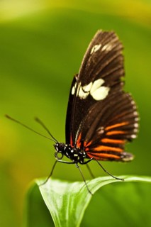 Red Postman (Heliconius erato)
