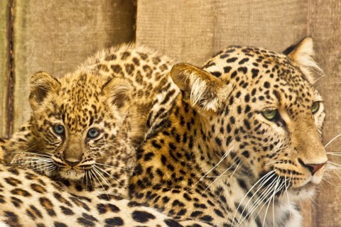 Persian leopardess with young leopard