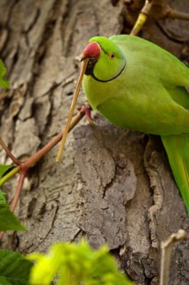 Rose-ringed parakeet (Psittacula krameri)