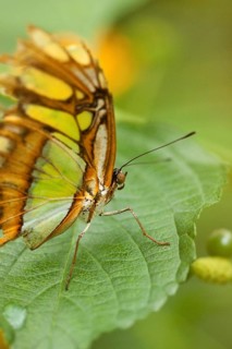 Malachite butterfly (Siproeta stelenes)