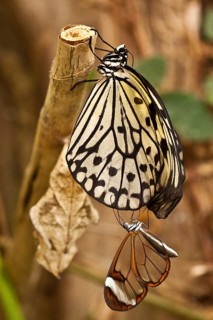 Glasswing butterfly and Paper kite