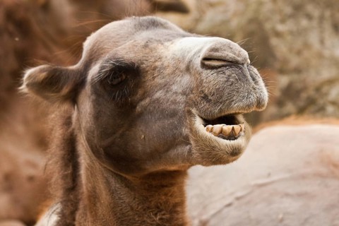 Bactrian camel (Camelus ferus)