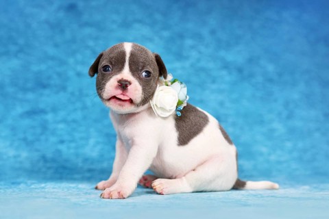 Funny pied French Bulldog puppy with flower collar sticking out tongue