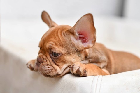10 weeks young Mocca French Bulldog dog puppy