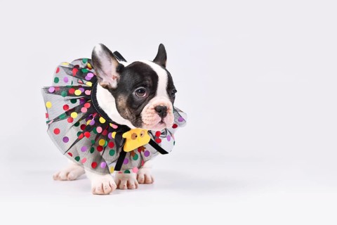 Tan pied French Bulldog dog puppy with lace collar on white background