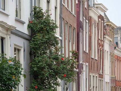 Row of old townhouses with climbing plants on the facades in a picturesque neighbourhood, Leiden,