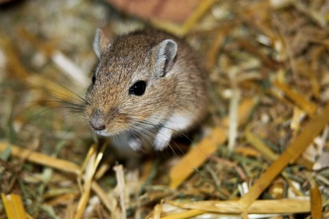 Mongolian gerbil, habitat highlands of Mongolia, northern China and southern Russia