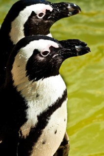 African penguins, habitat of penguin islands from Namibia to the South African east coast near